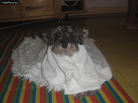 La foto del perro