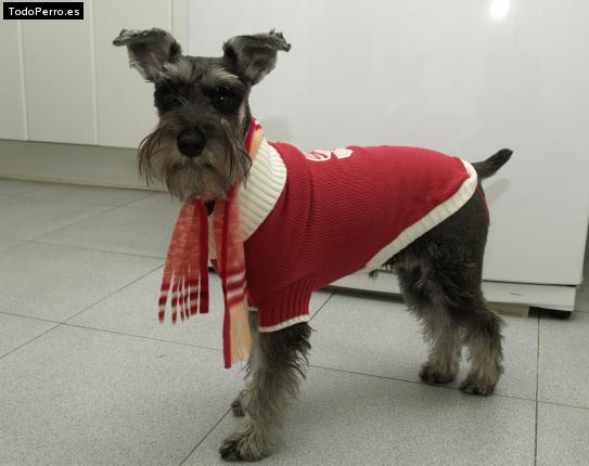 La foto del perro