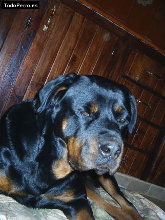 La foto del perro