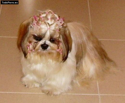 La foto del perro
