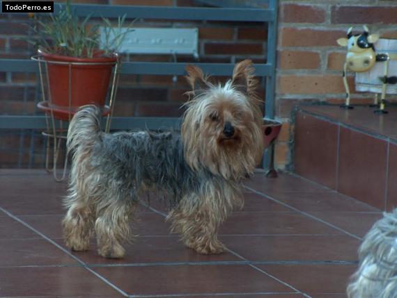 La foto del perro