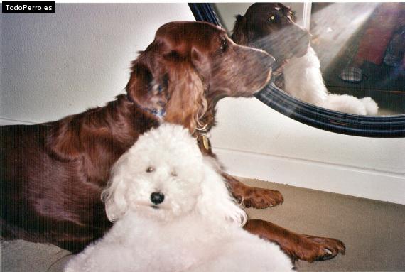 La foto del perro