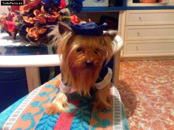 La foto del perro