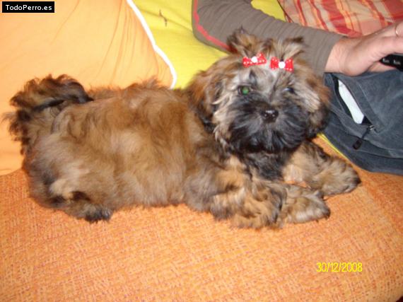 La foto del perro