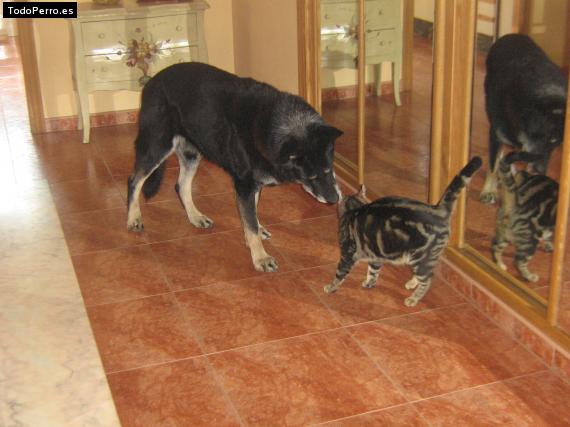 La foto del perro