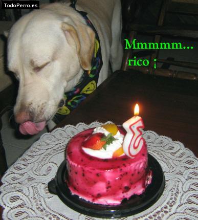 La foto del perro