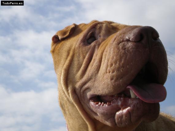 La foto del perro