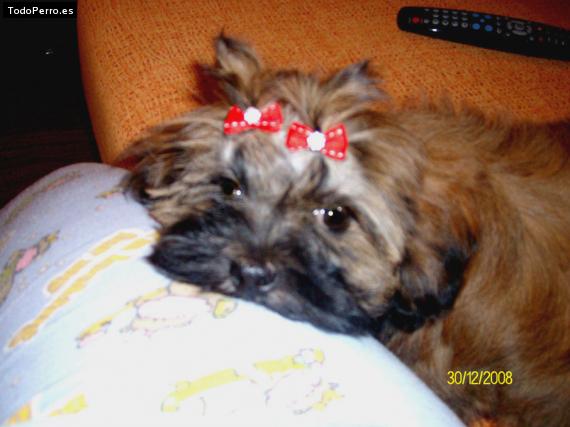 La foto del perro