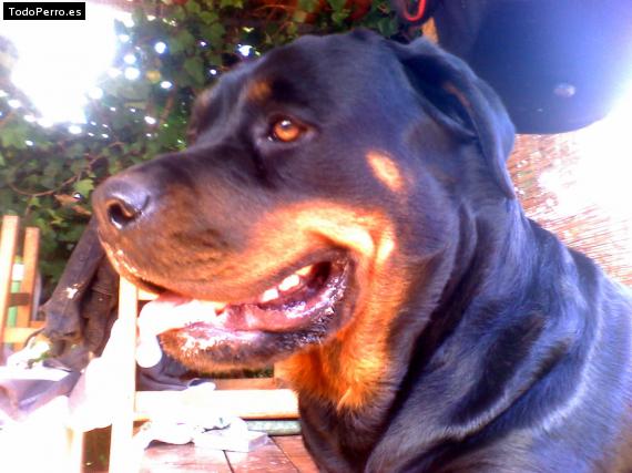 La foto del perro