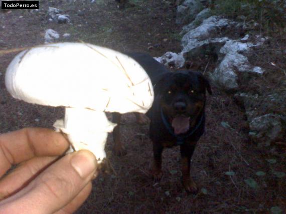 La foto del perro