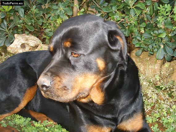 La foto del perro