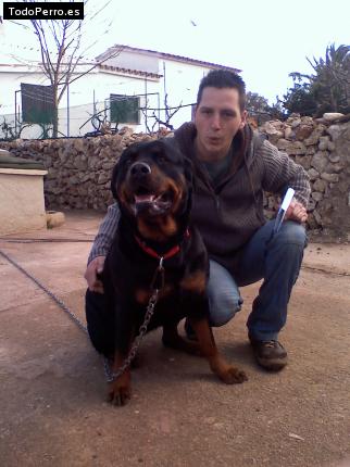 La foto del perro