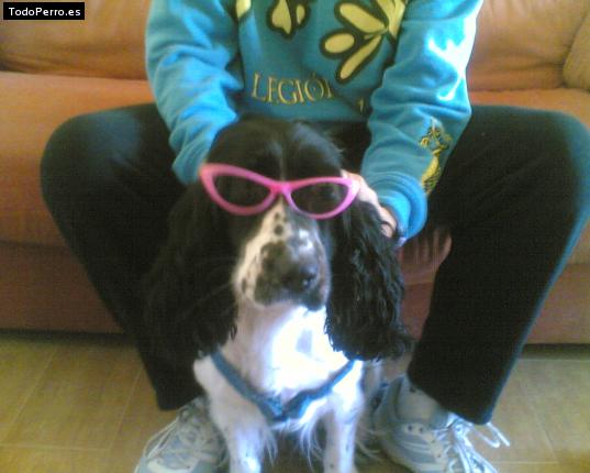 La foto del perro