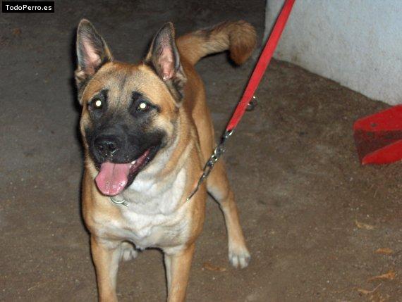 Foto del perro Mirko
