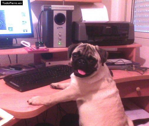 La foto del perro