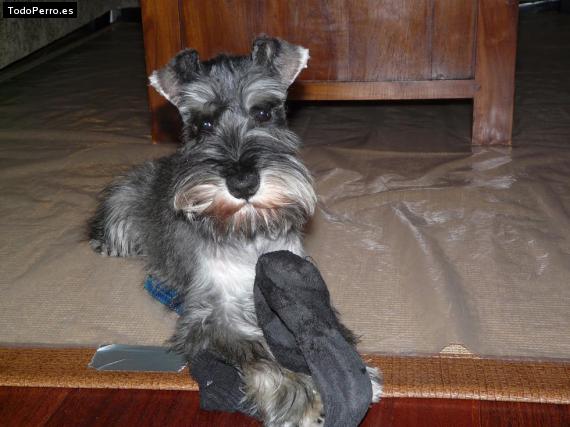 La foto del perro