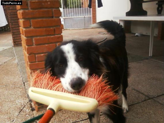 La foto del perro