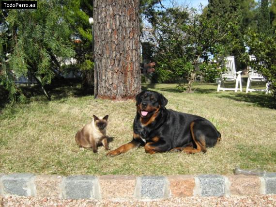 La foto del perro