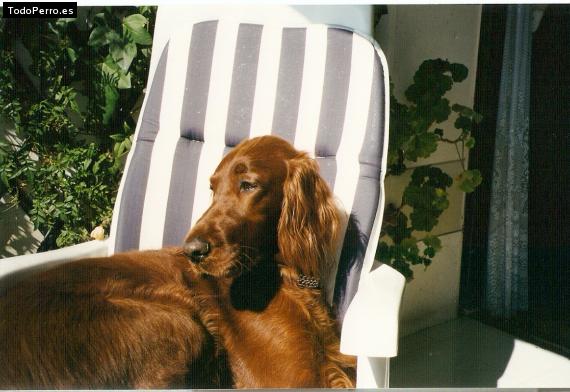 La foto del perro
