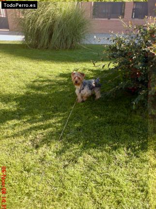 La foto del perro