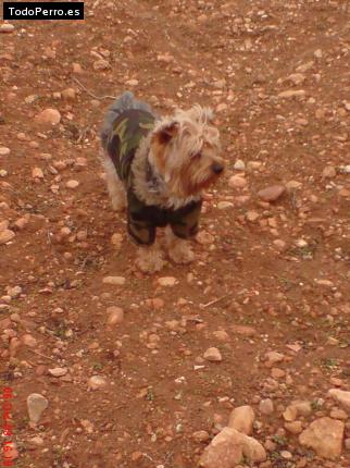 La foto del perro