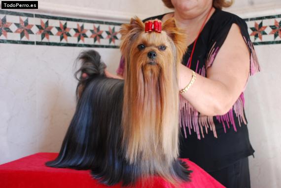 La foto del perro