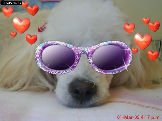 La foto del perro