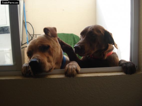 La foto del perro