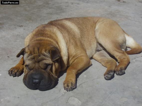 La foto del perro
