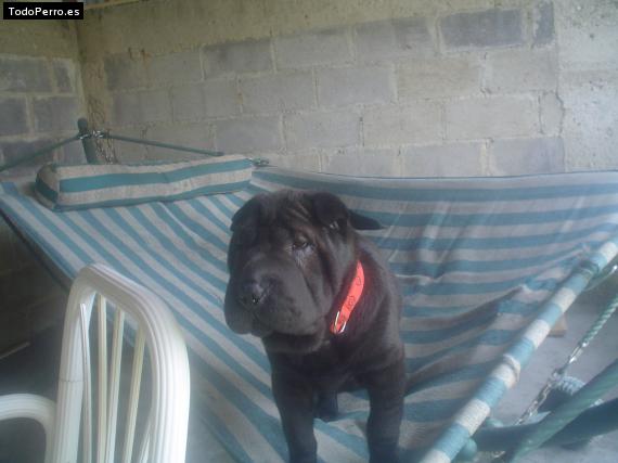 La foto del perro