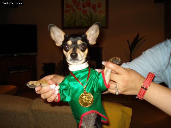 La foto del perro