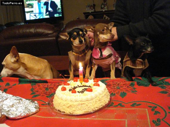La foto del perro