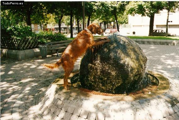La foto del perro