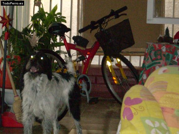 La foto del perro