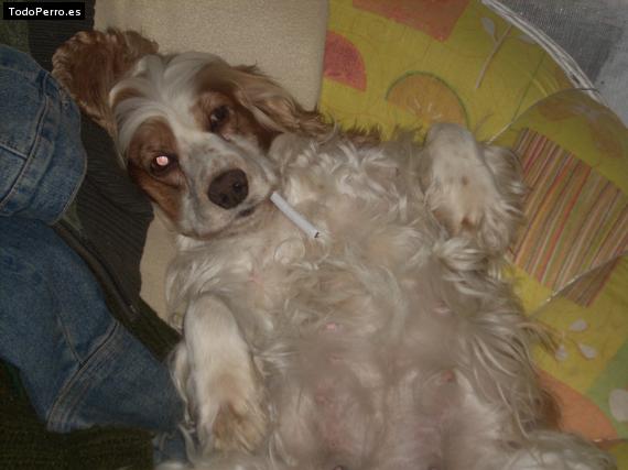 La foto del perro