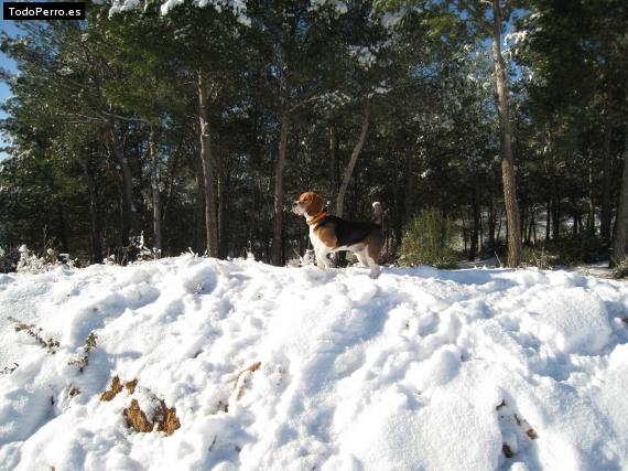 La foto del perro