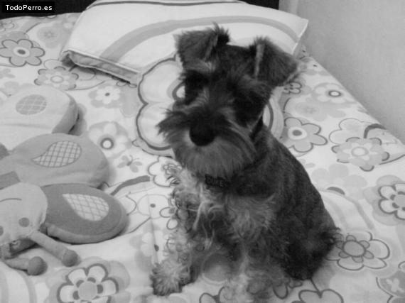 La foto del perro