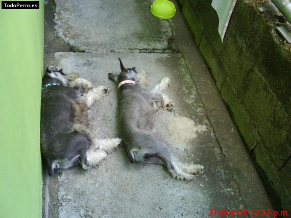 La foto del perro