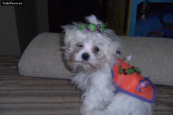 La foto del perro