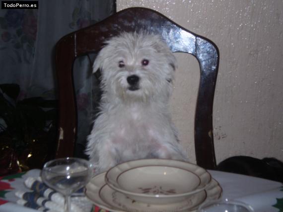 La foto del perro