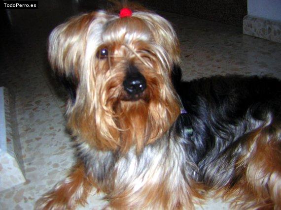 La foto del perro