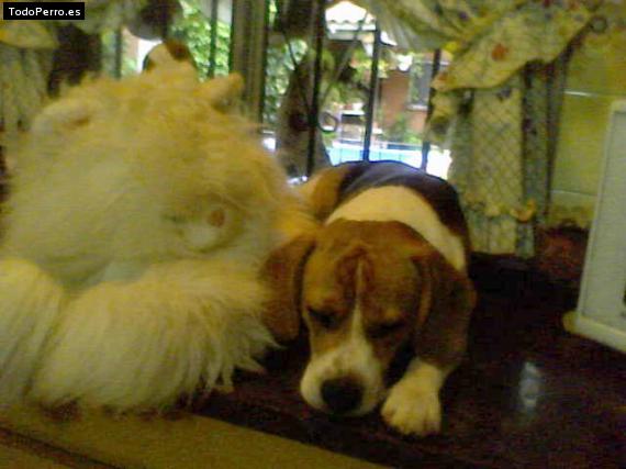 La foto del perro