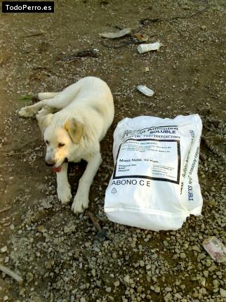 La foto del perro