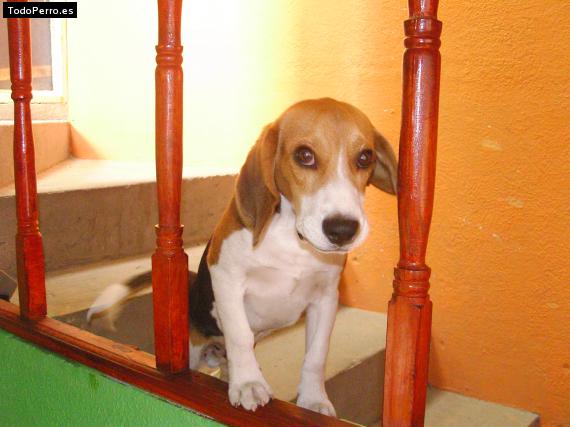 La foto del perro
