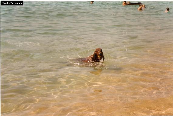 La foto del perro
