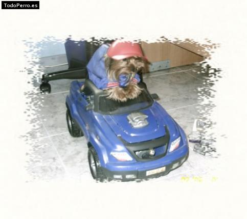 La foto del perro