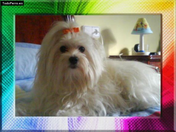 La foto del perro