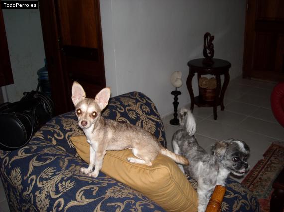 La foto del perro