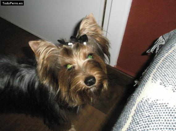 La foto del perro