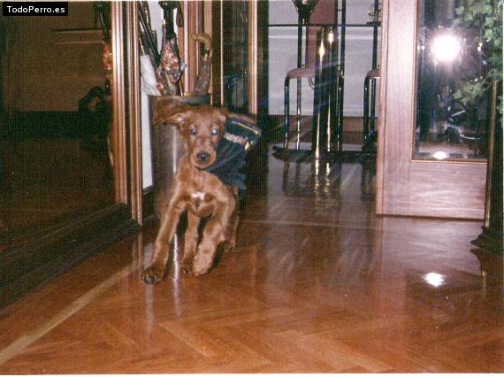 La foto del perro